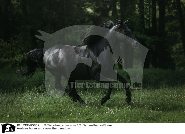 Araber rennt ber die Weide / Arabian horse runs over the meadow / CDE-03052