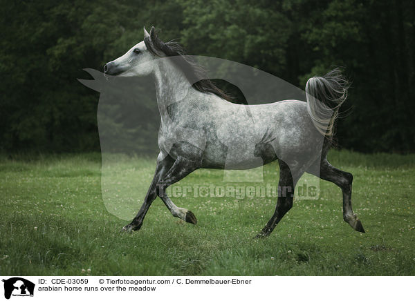 Araber trabt ber die Wiede / arabian horse runs over the meadow / CDE-03059