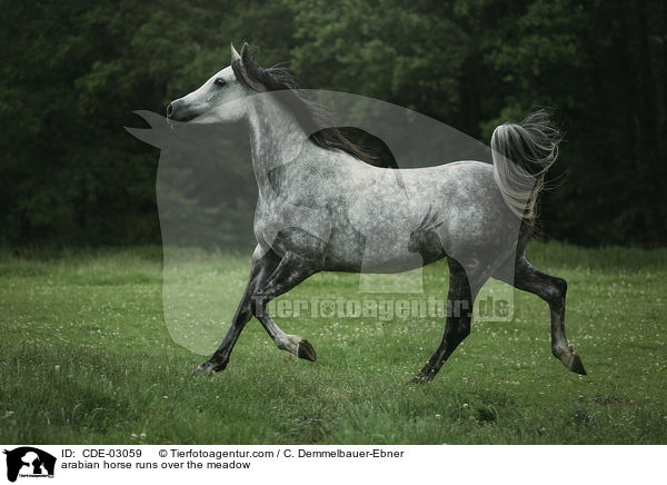 arabian horse runs over the meadow / CDE-03059