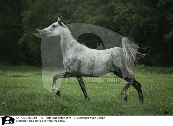 Araber trabt ber die Wiede / arabian horse runs over the meadow / CDE-03060