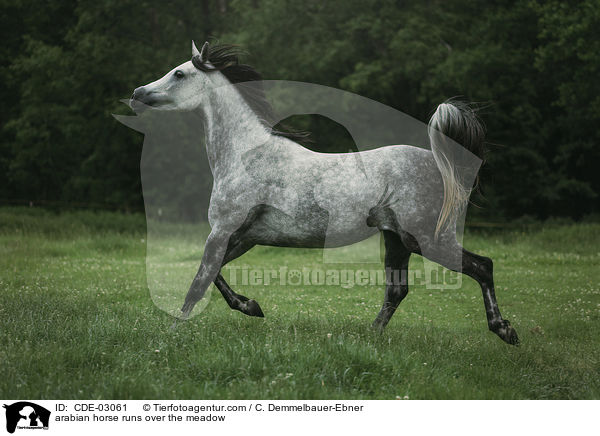 arabian horse runs over the meadow / CDE-03061