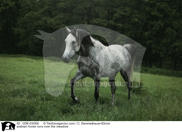 arabian horse runs over the meadow / CDE-03068
