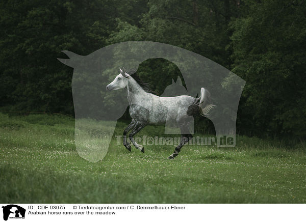 Araber rennt ber die Weide / Arabian horse runs over the meadow / CDE-03075