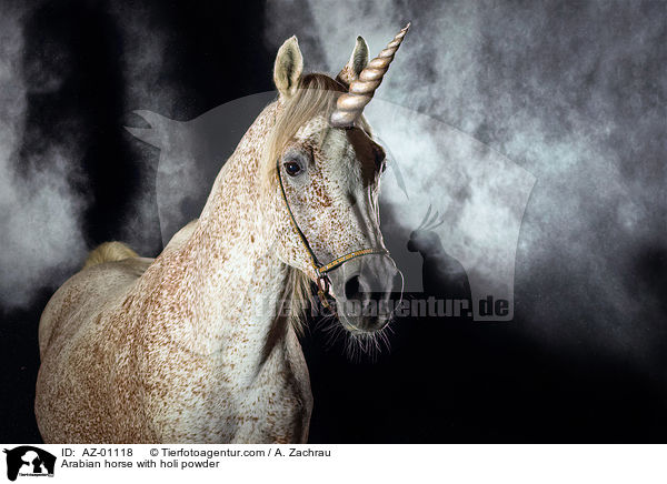Araber mit Holi Farbe / Arabian horse with holi powder / AZ-01118