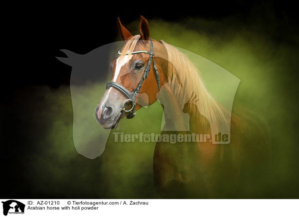 Arabian horse with holi powder / AZ-01210