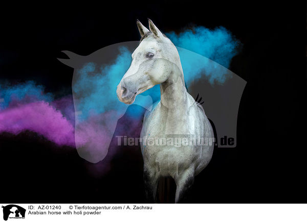 Arabian horse with holi powder / AZ-01240