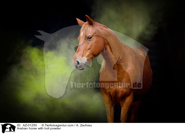 Araber mit Holi Farbe / Arabian horse with holi powder / AZ-01250