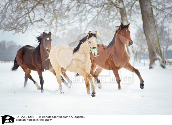 arabian horses in the snow / AZ-01293