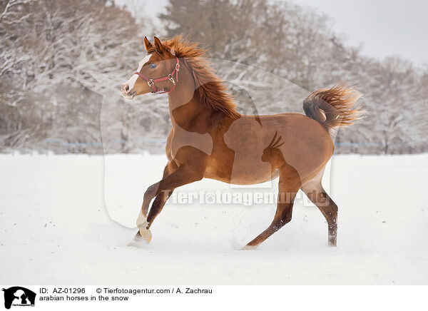 arabian horses in the snow / AZ-01296