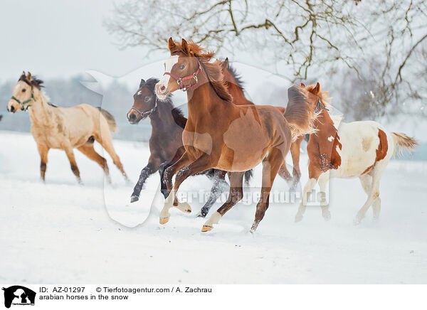 arabian horses in the snow / AZ-01297