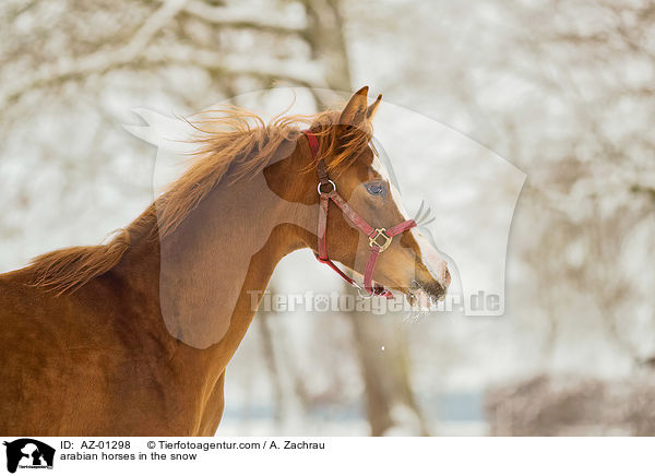 Araber im Schnee / arabian horses in the snow / AZ-01298