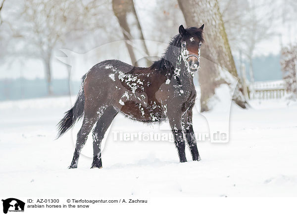 arabian horses in the snow / AZ-01300
