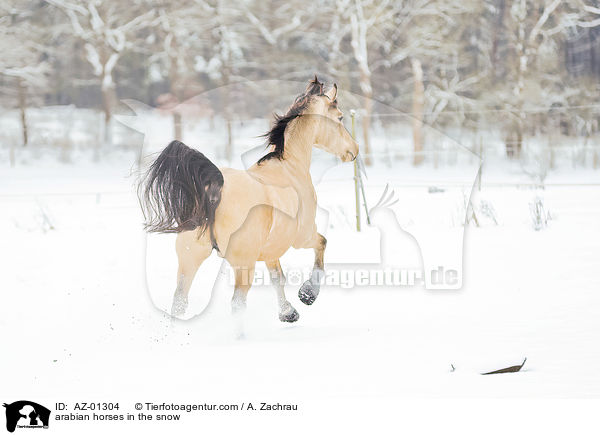 Araber im Schnee / arabian horses in the snow / AZ-01304