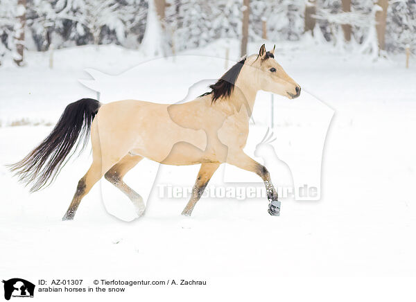 arabian horses in the snow / AZ-01307