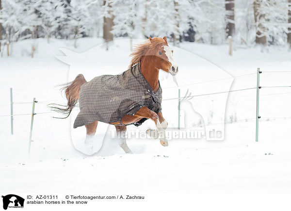 Araber im Schnee / arabian horses in the snow / AZ-01311