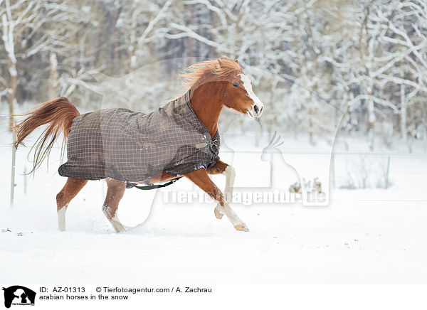 Araber im Schnee / arabian horses in the snow / AZ-01313