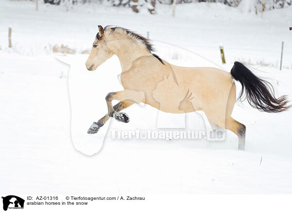 arabian horses in the snow / AZ-01316