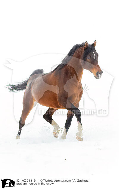 arabian horses in the snow / AZ-01319
