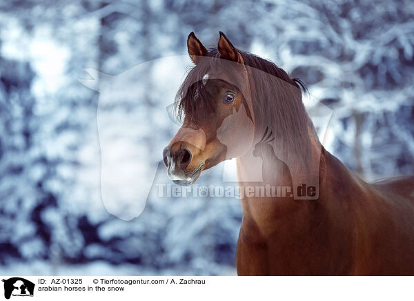 arabian horses in the snow / AZ-01325