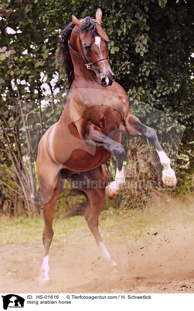 steigender Araber / rising arabian horse / HS-01616