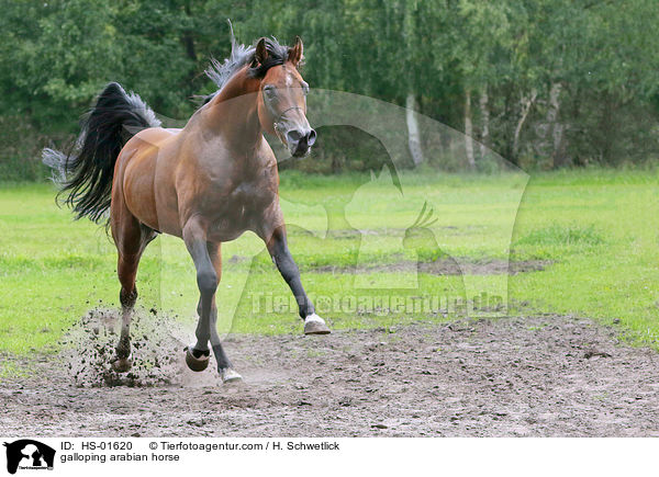 galloping arabian horse / HS-01620