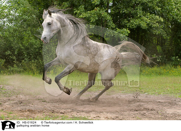 galloping arabian horse / HS-01624