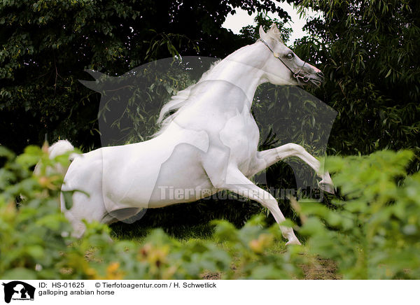 galloping arabian horse / HS-01625