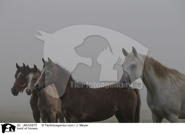 Pferdeherde / herd of horses / JM-02875