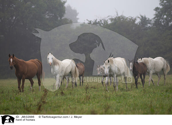 herd of horses / JM-02886