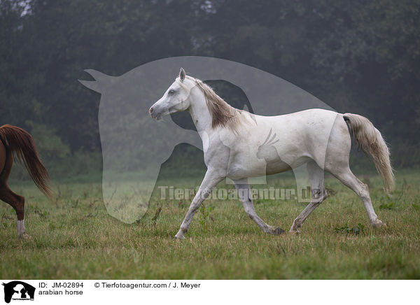 arabian horse / JM-02894
