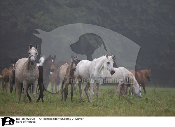 Pferdeherde / herd of horses / JM-02898