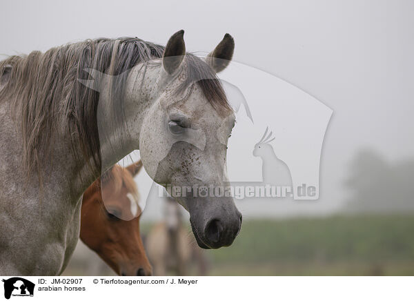Araber / arabian horses / JM-02907