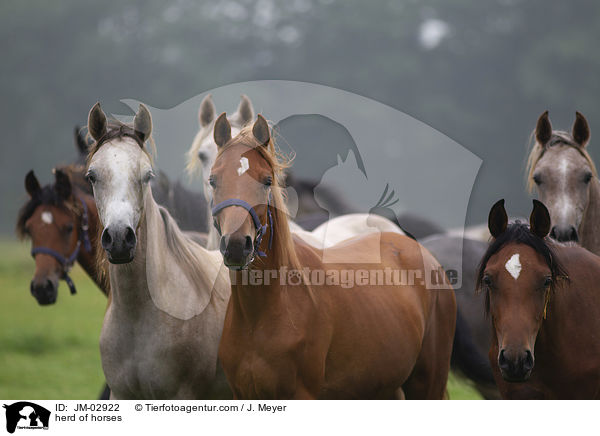 Pferdeherde / herd of horses / JM-02922