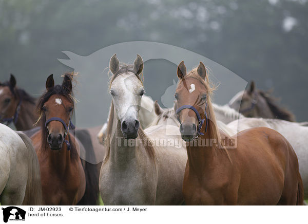 Pferdeherde / herd of horses / JM-02923