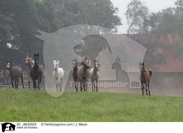 Pferdeherde / herd of horses / JM-02925