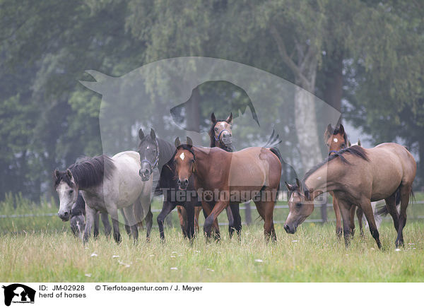 Pferdeherde / herd of horses / JM-02928