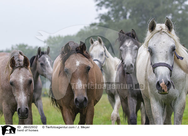Pferdeherde / herd of horses / JM-02932