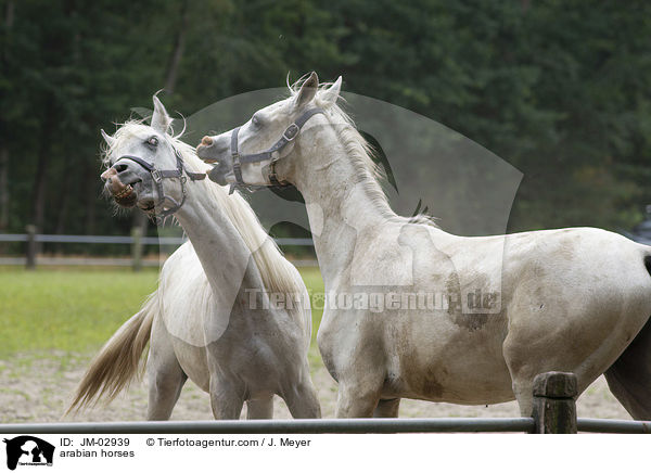arabian horses / JM-02939