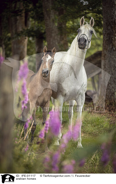 arabian horses / IFE-01117