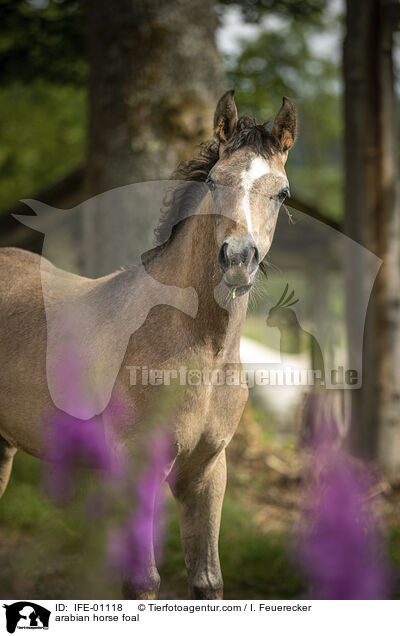 Araber Fohlen / arabian horse foal / IFE-01118