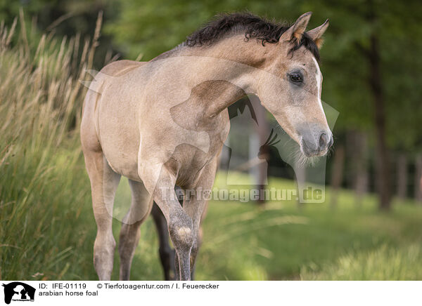 Araber Fohlen / arabian horse foal / IFE-01119