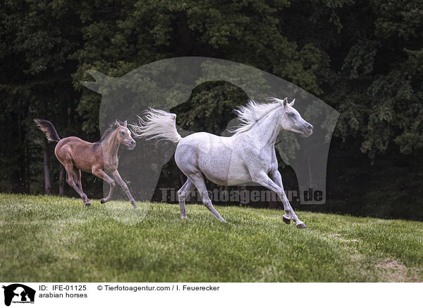 Araber / arabian horses / IFE-01125