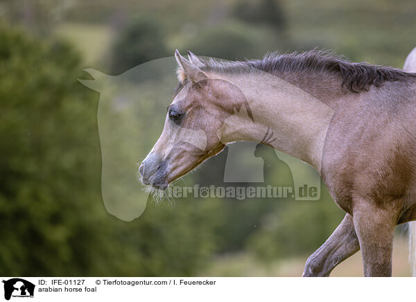 Araber Fohlen / arabian horse foal / IFE-01127