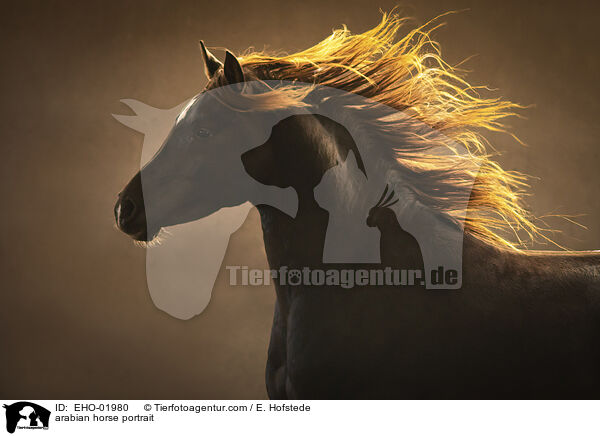 arabian horse portrait / EHO-01980