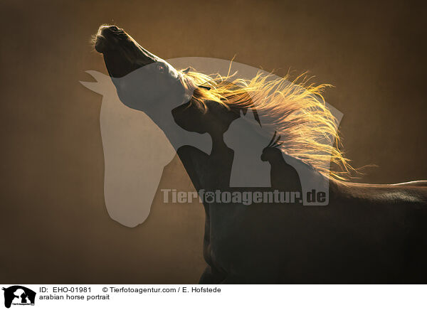 arabian horse portrait / EHO-01981