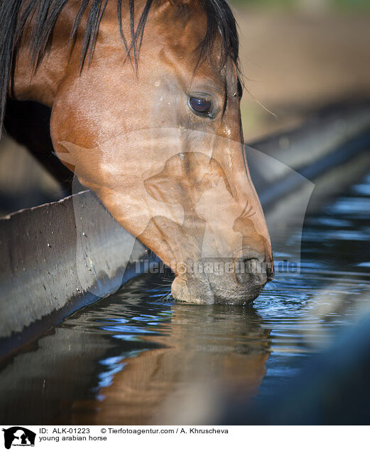 junger Araber / young arabian horse / ALK-01223