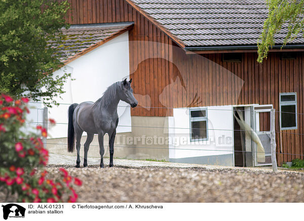 Araber Hengst / arabian stallion / ALK-01231