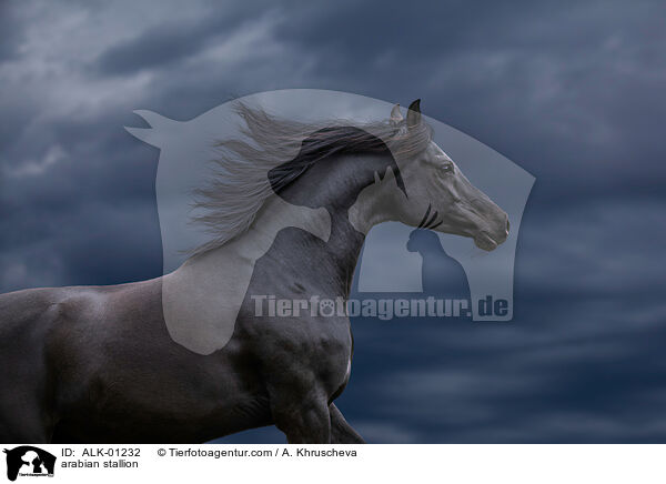 Araber Hengst / arabian stallion / ALK-01232
