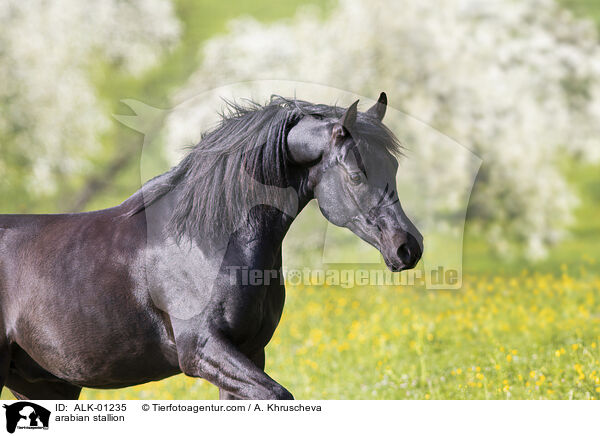 Araber Hengst / arabian stallion / ALK-01235