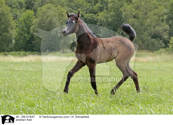 Araber Fohlen / arabian foal / HS-01647